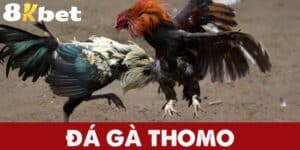 Đá Gà Thomo – Hình Thức Chọi Gà Hàng Đầu Không Thể Bỏ Qua